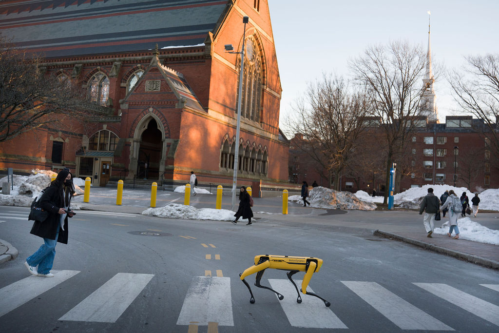 A yellow Boston Dynamics Spot robot is seen in a crosswalk on the Harvard University campus.