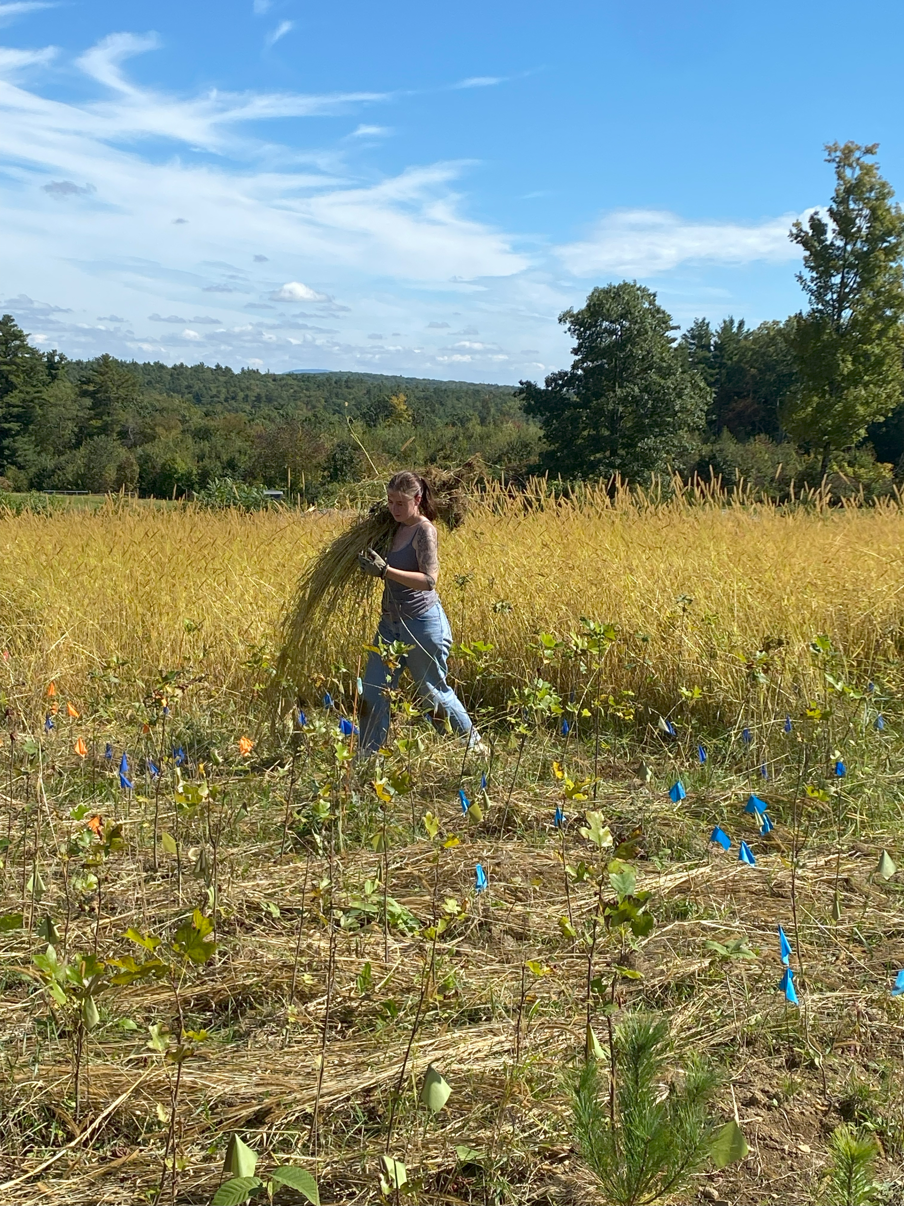 The team planted over 17,000 trees in 277 FAB plots at Harvard Farm, with varied mixes of birch, hickory, oak, beech, pine, hemlock, maple, magnolia, and tulip poplar.