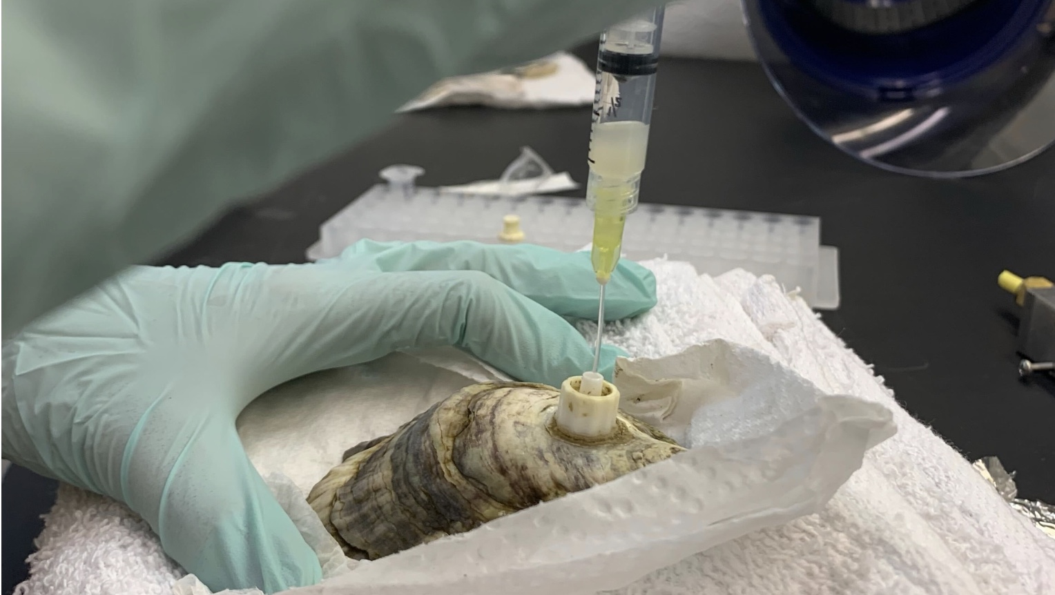 A researcher extracts calcifying fluid form a live oyster.