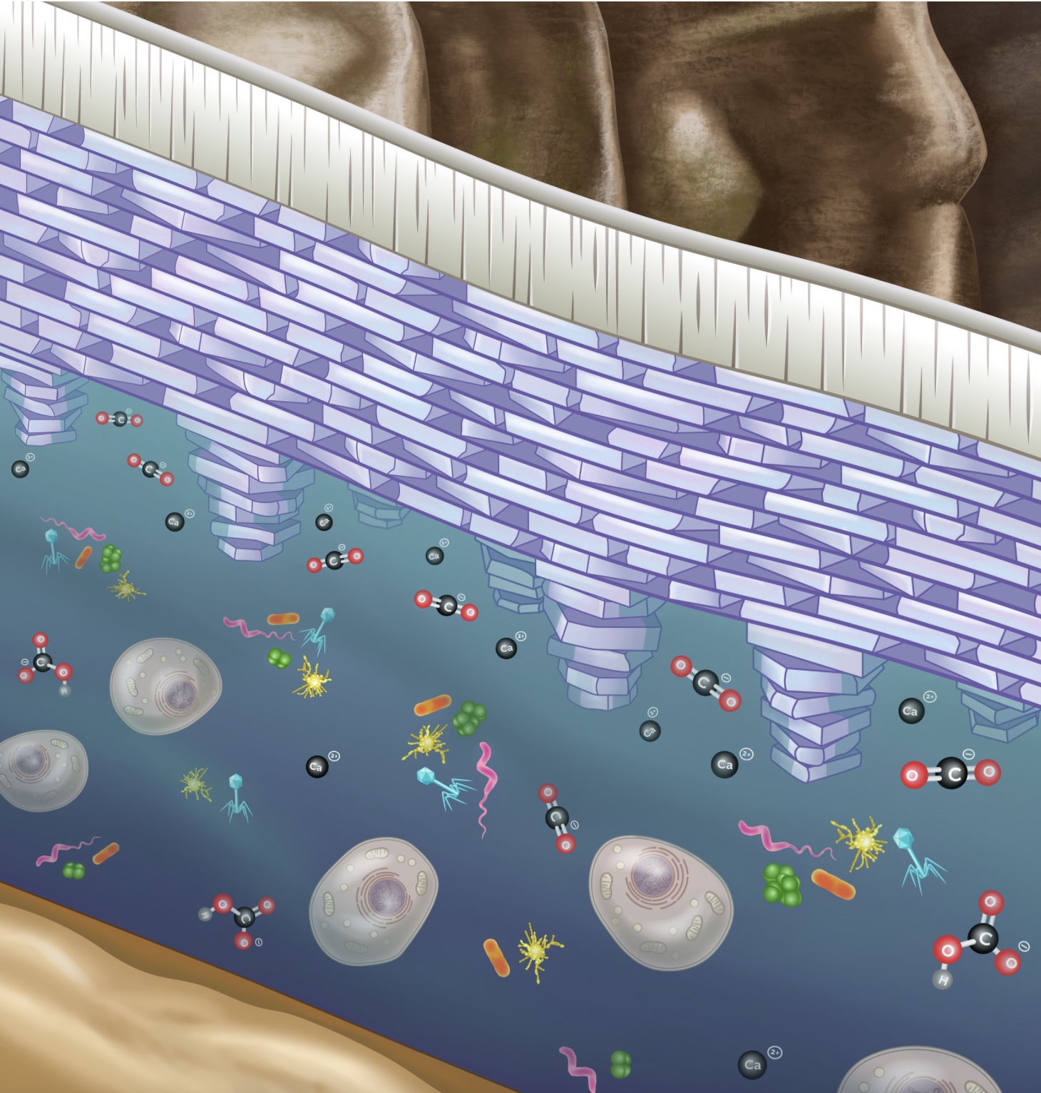 Scientific illustration of the oyster calcifying fluid