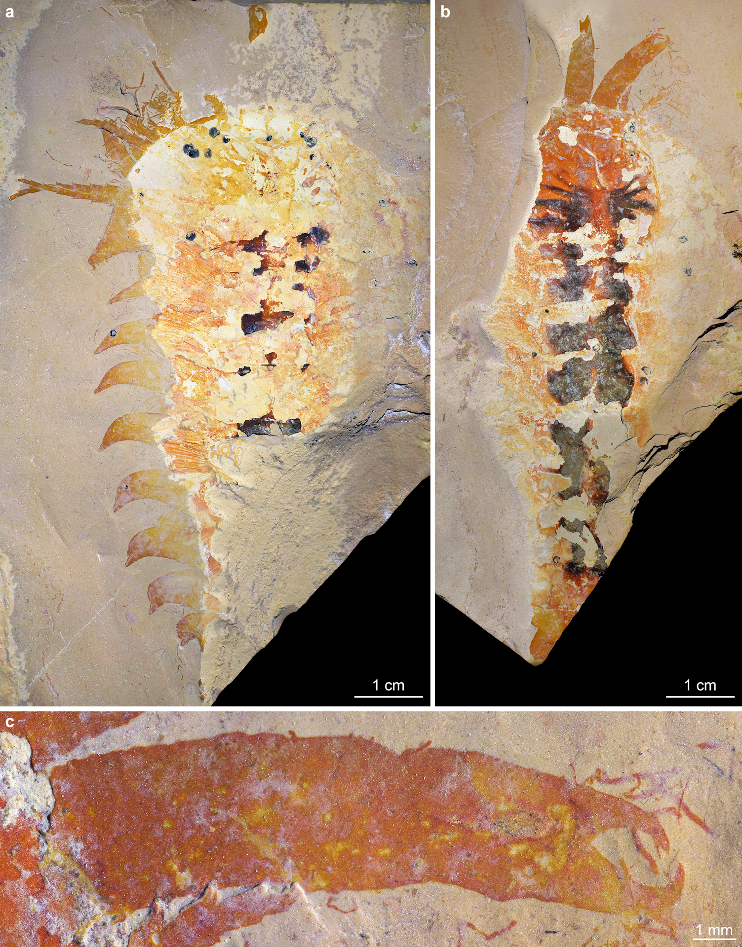 Holotype specimen of Megachelicerax cousteaui