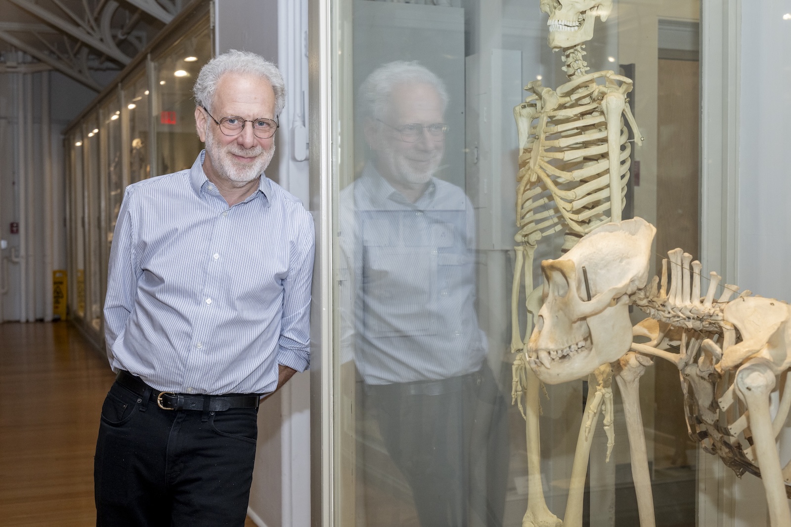 Evolutionary biology Daniel L. Lieberman poses alongside a display of skeletons at Harvard University.