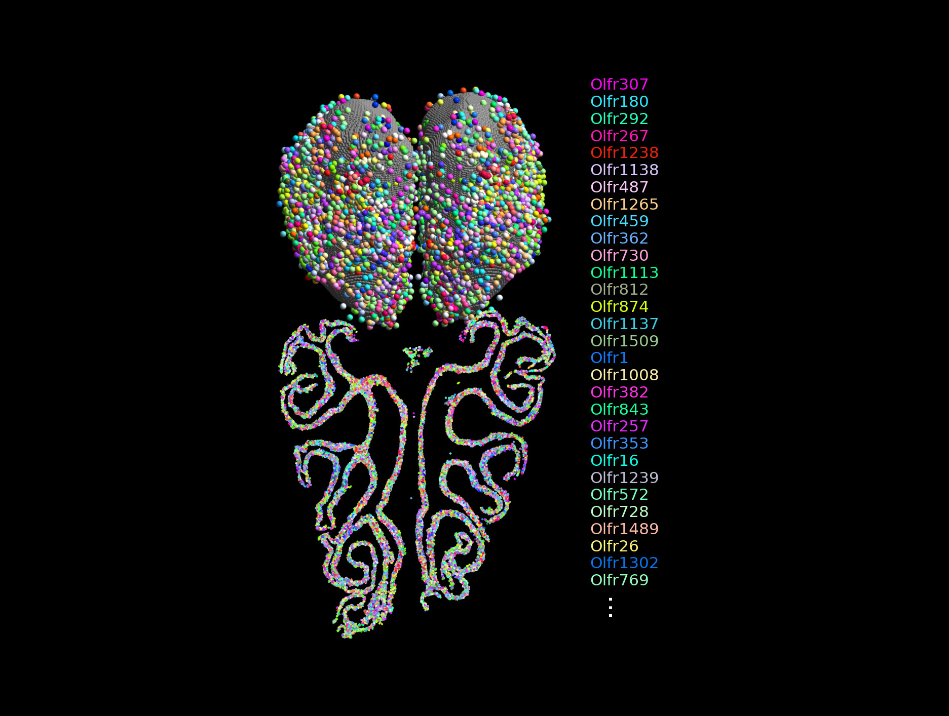 A combined map of a mouse olfactory system