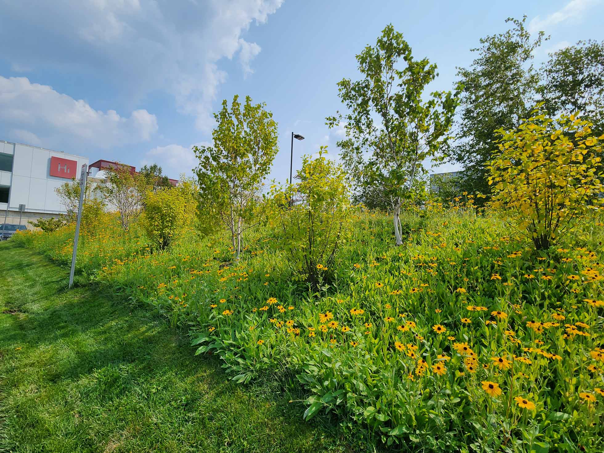 Black-eyed Susans, seen here in late summer, fill the landscape students conceived for a Harvard Business School parking lot