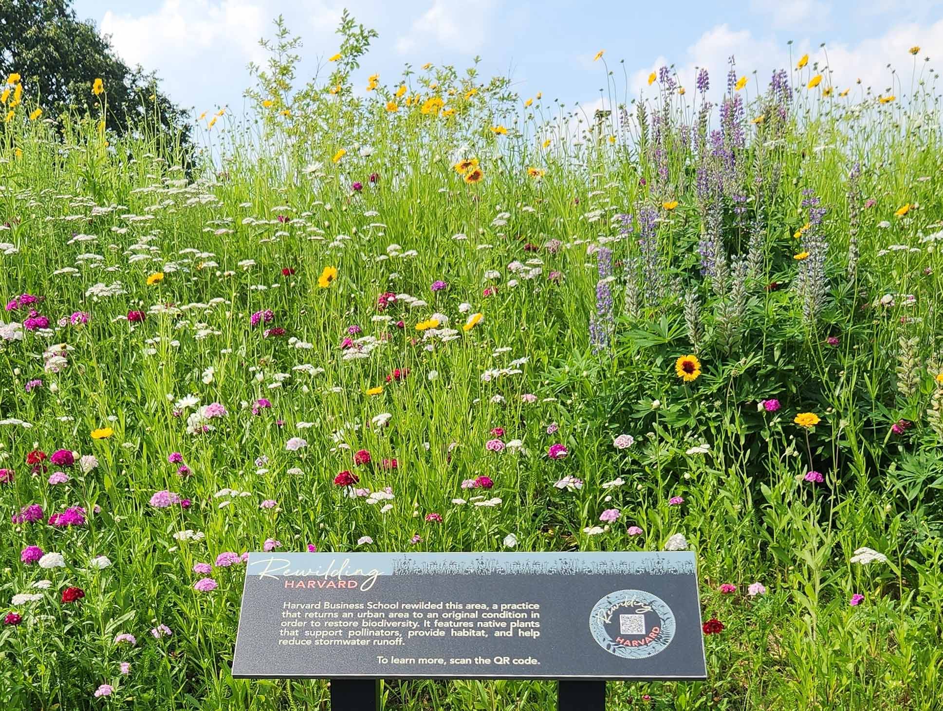 A placard reading “Rewilding Harvard” in front of native wildflowers