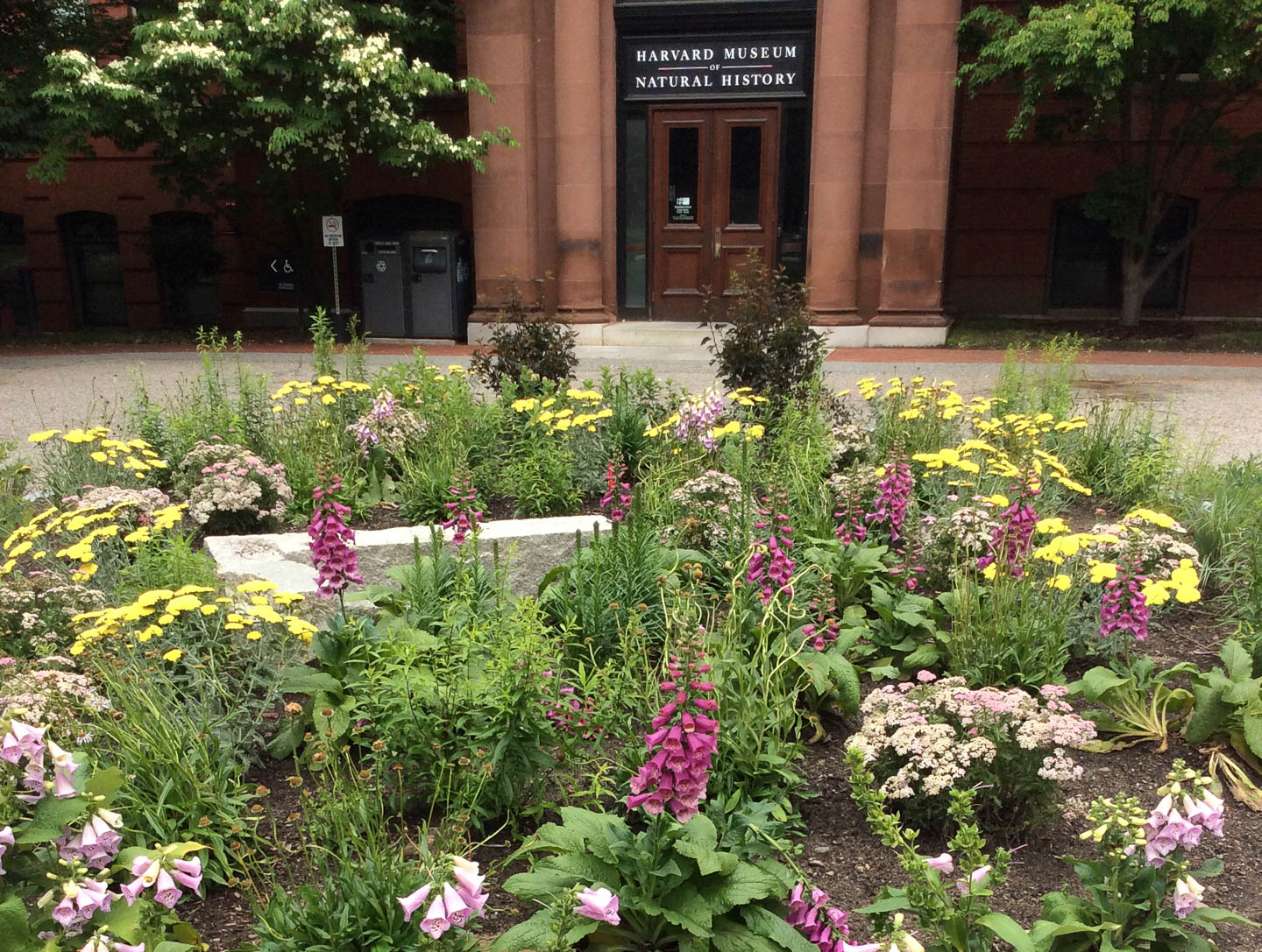 The entrance to the Harvard Museum of Natural History, showing a planter full of native pollinator species