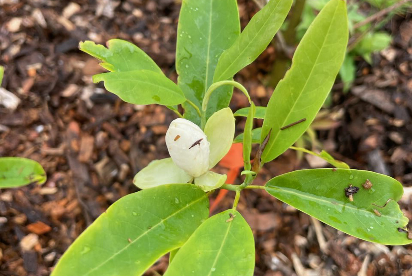 A magnolia sapling grows in a plot at the FAB experiment at the Harvard Farm.