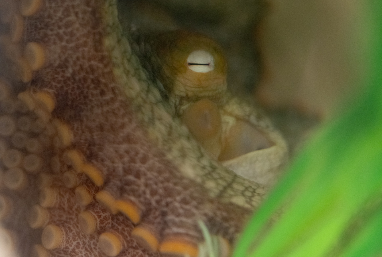 Close-up view of an octopus