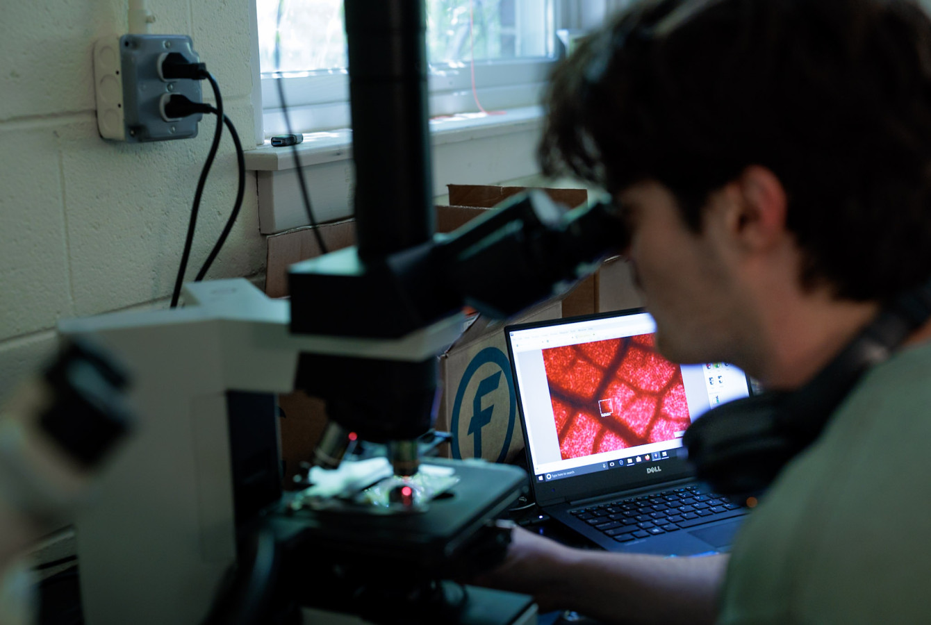 Tom Weber examining red maple tree leaf anatomy through a microscope