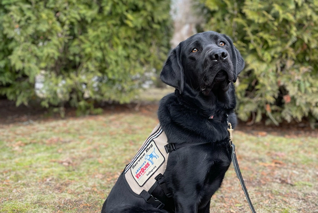 A Black Labrador retriever outdoors wearing a service dog vest