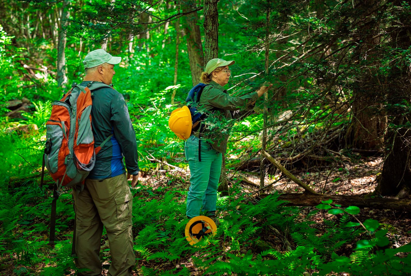 Harvard Forest senior ecologist David Orwig and Senior Researcher and Site Manager Audrey Barker Plotkin inspecting eastern hemlock research plots