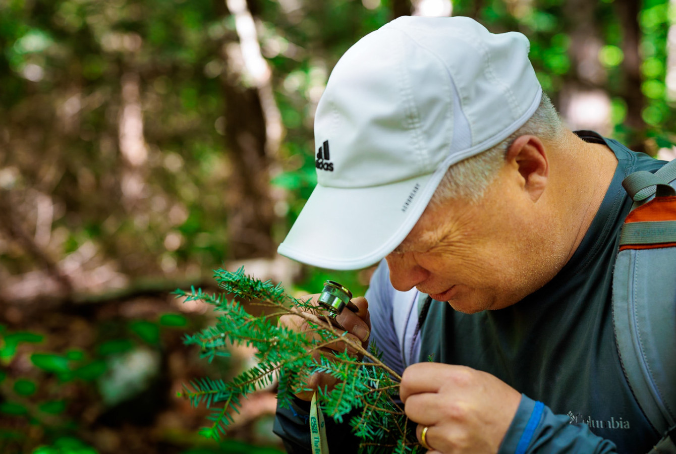 Harvard Forest senior ecologist David Orwig using a magnifying glass to search for woolly adelgids among hemlocks