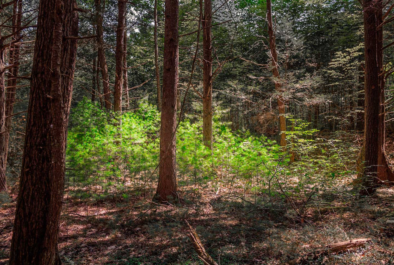 Small, newly regrown hemlock trees under larger old-growth forest