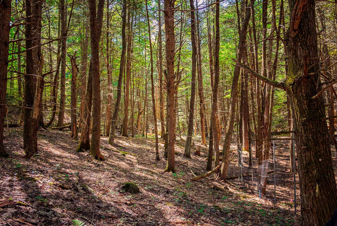 A cluster of eastern hemlock deadwood