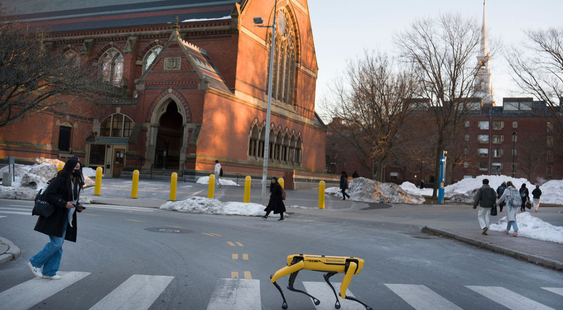 A yellow Boston Dynamics Spot robot is seen in a crosswalk on the Harvard University campus.