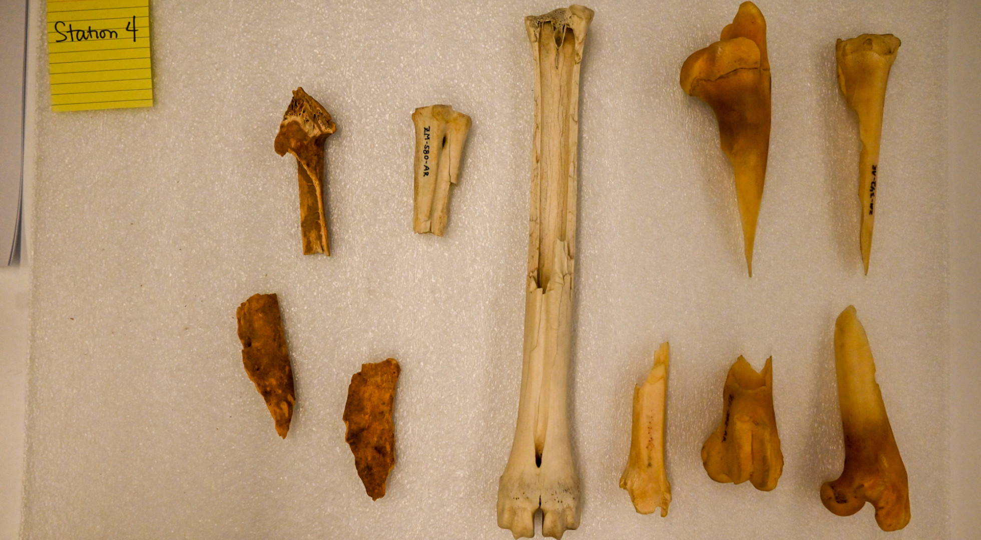 A series of ancient bone specimens are arrayed around a worktable in the Zooarchaeology Lab at Harvard University