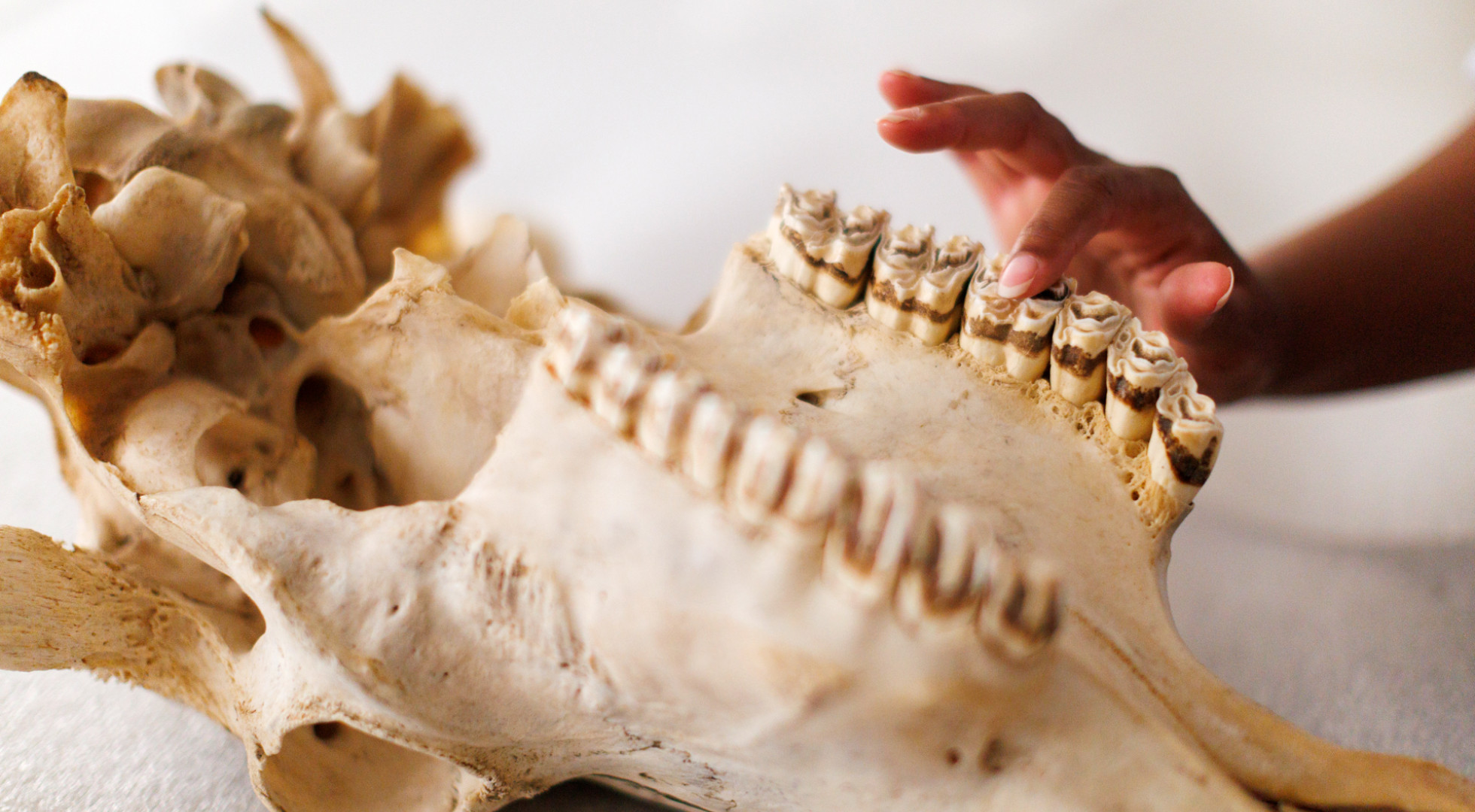Professor Shayla Monroe runs her hands over the teeth of a skull in the Zooarchaeology Lab's collection.