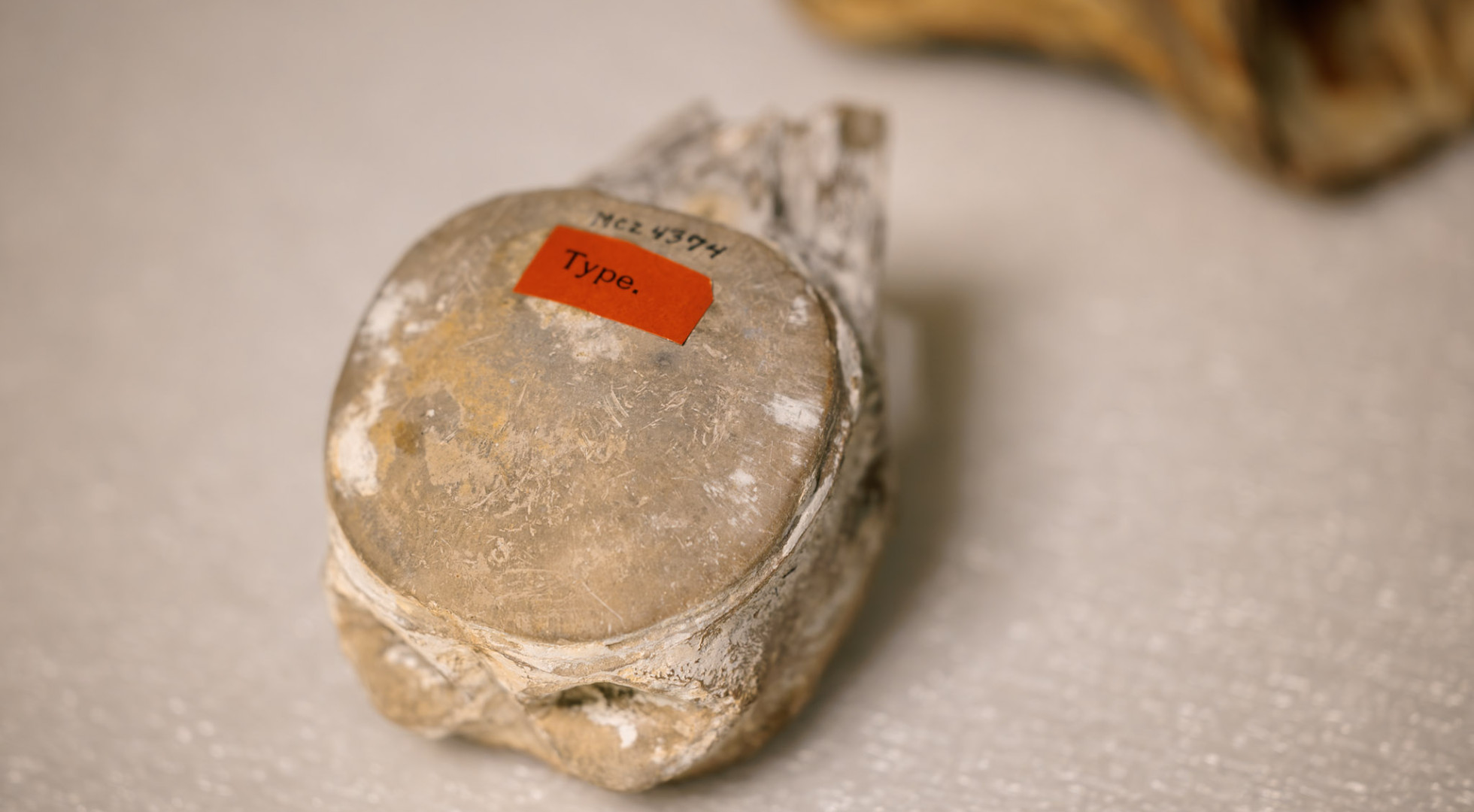 The Tylosaurus proriger fossil is still marked in old ink, by the hand of a bygone Museum of Comparative Zoology curator, with its catalog number. 