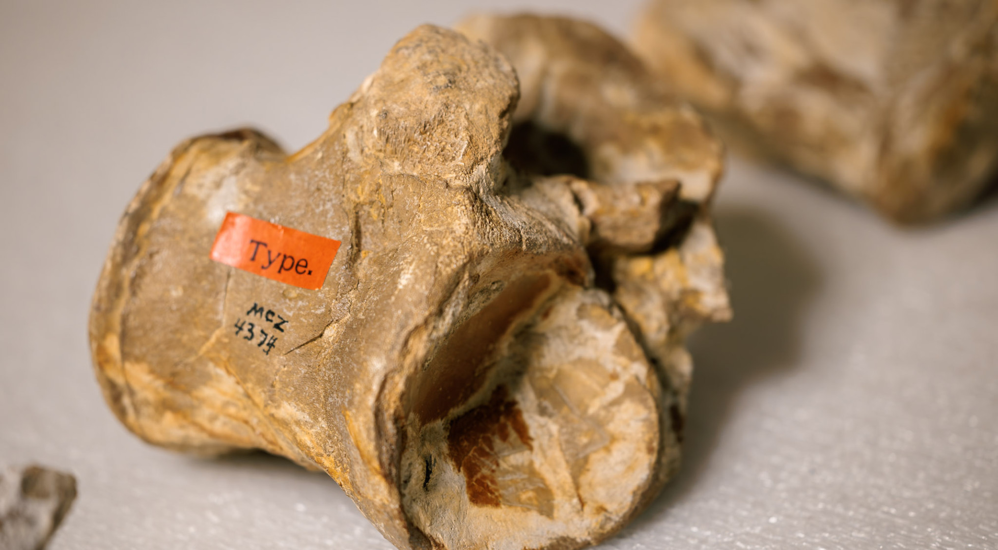 The Tylosaurus proriger fossil is still marked in old ink, by the hand of a bygone Museum of Comparative Zoology curator, with its catalog number.