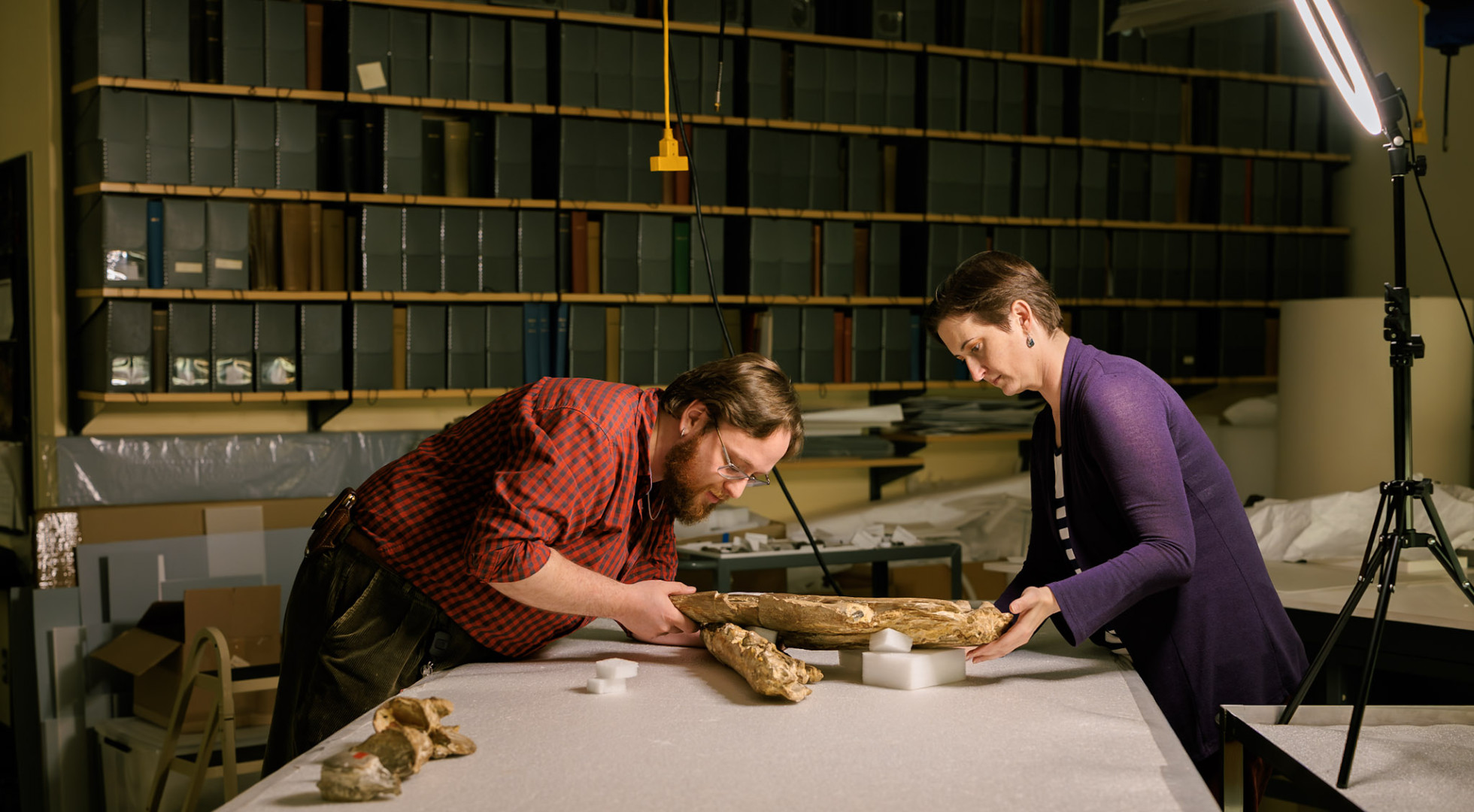 MCZ collections manager Christina Byrd and fossil preparator Scott Johnston lean in for a closer look at the Tylosaurus proriger fossil.