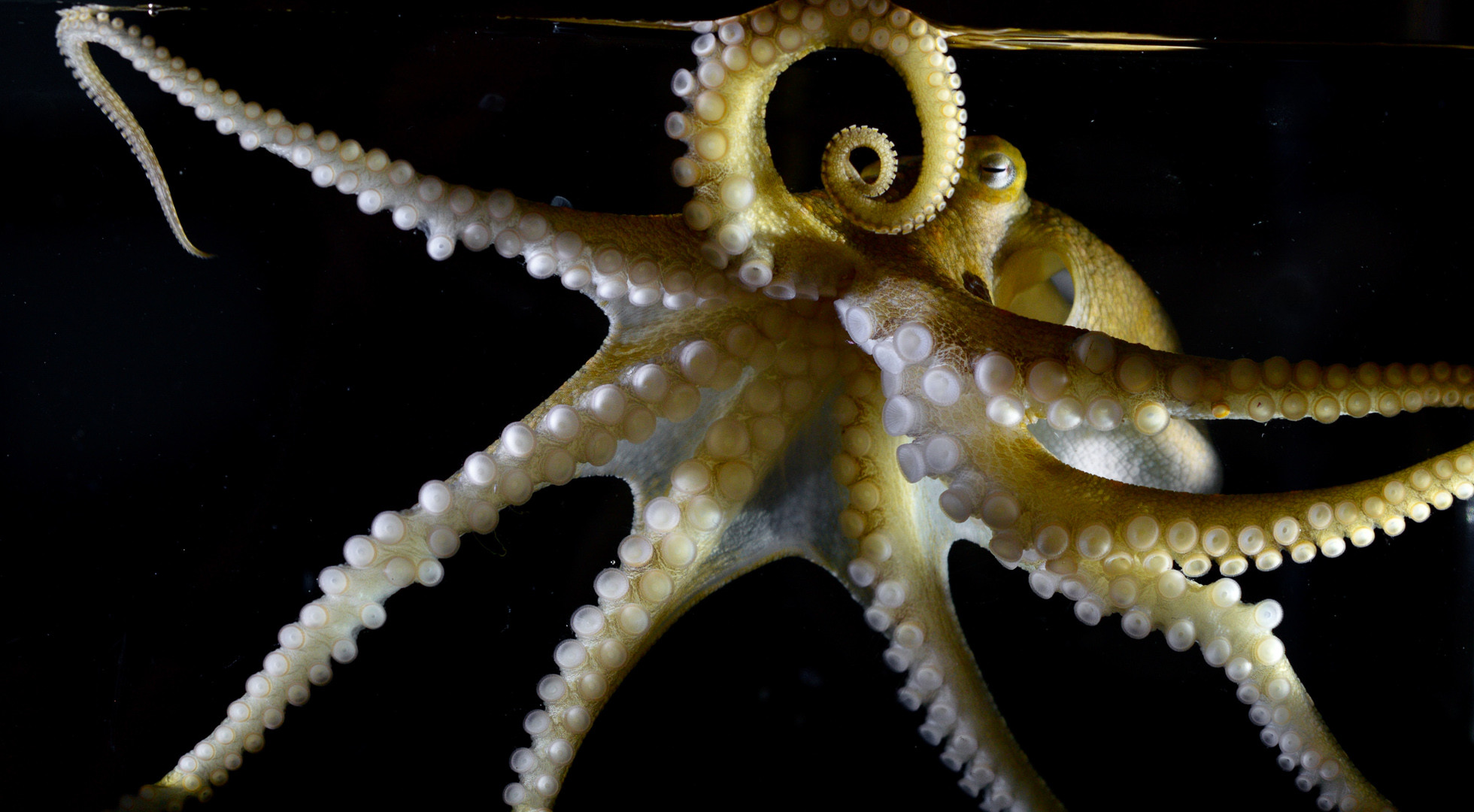 A California two-spot octopus waving its arms