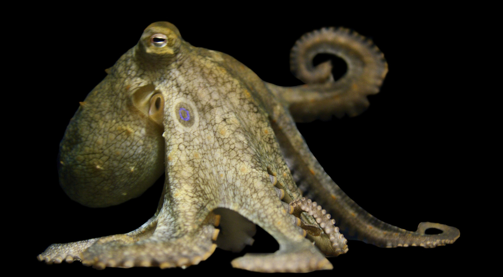 A close-up of the California two-spot octopus at rest