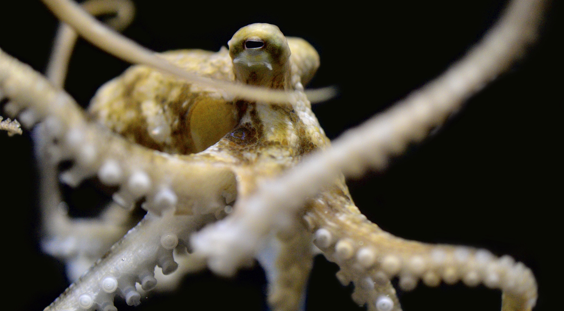 A California two-spot octopus waving its arms