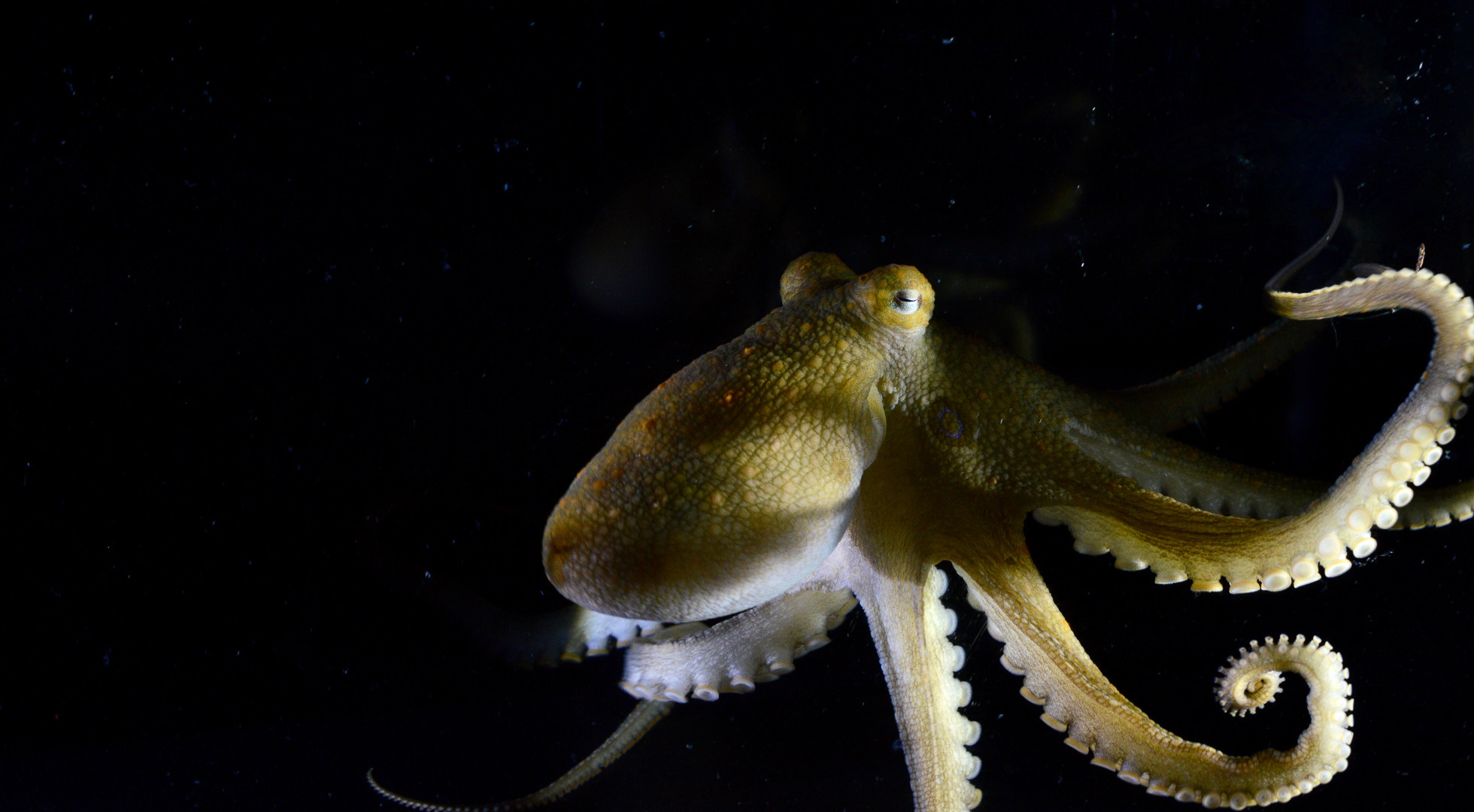 A California two-spot octopus beginning to move its arms