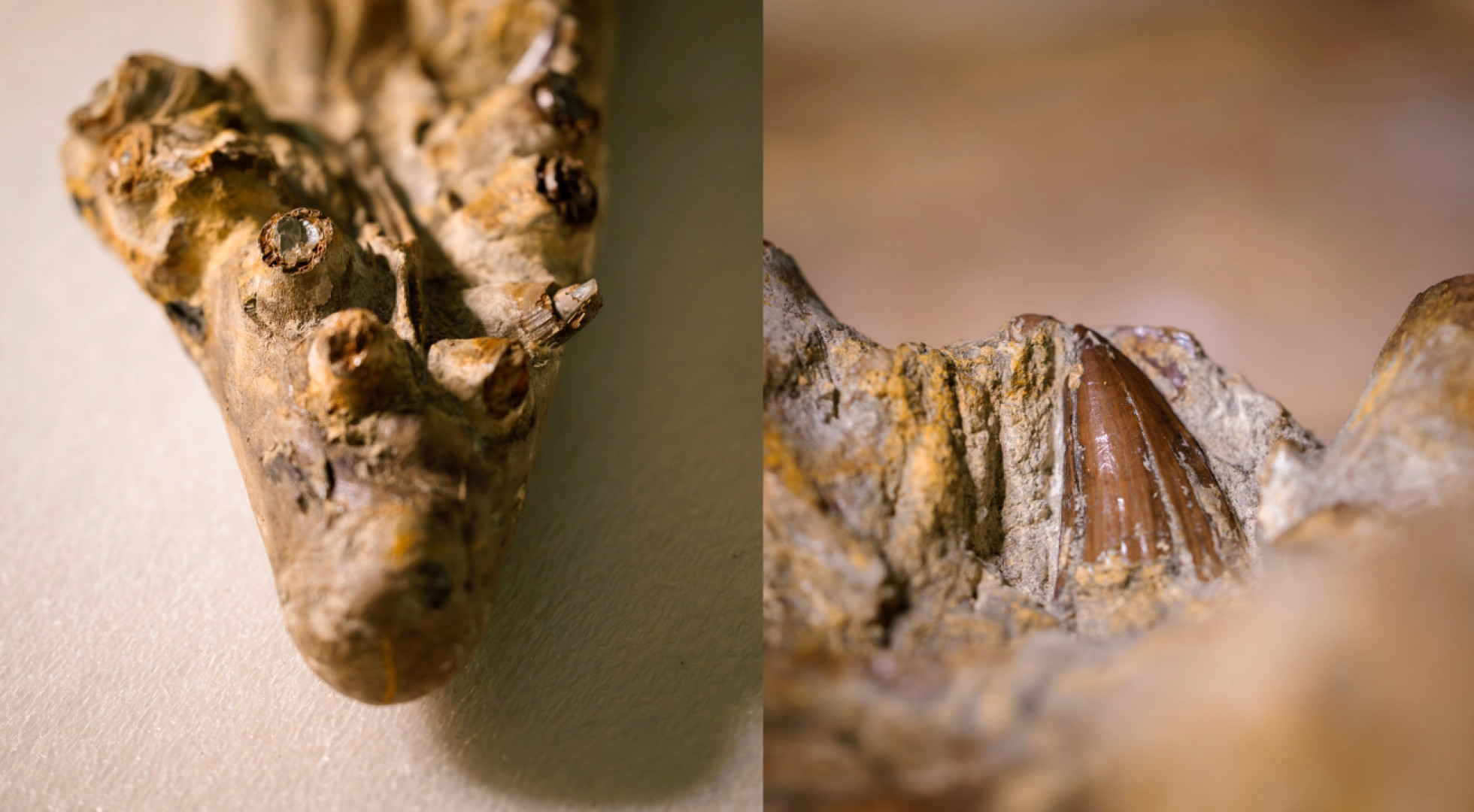 A closer look at the Tylosaurus proriger's jaw and teeth.