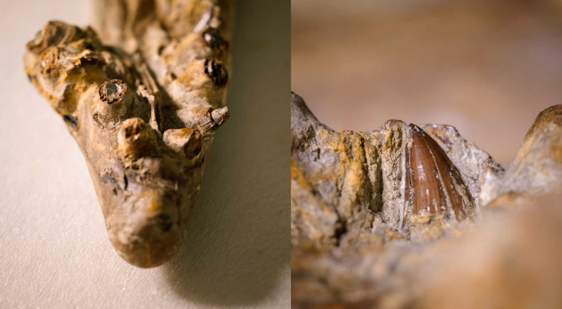A closer look at the Tylosaurus proriger's jaw and teeth.