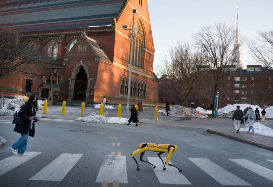A yellow Boston Dynamics Spot robot is seen in a crosswalk on the Harvard University campus.
