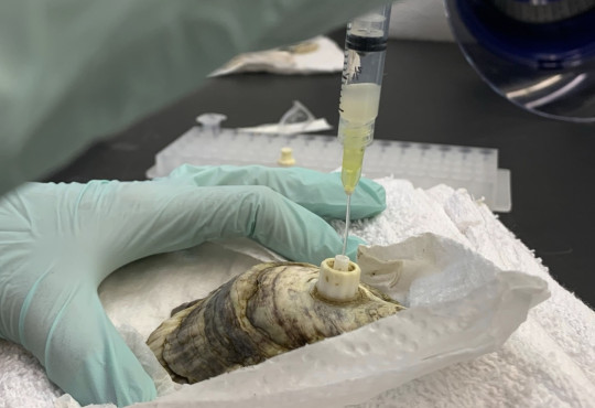 A researcher extracts calcifying fluid form a live oyster.