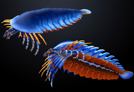 Artistic reconstruction of the Cambrian chelicerate Megachelicerax cousteaui