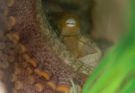 Close-up view of an octopus