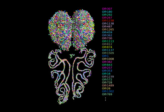 A combined map of a mouse olfactory system