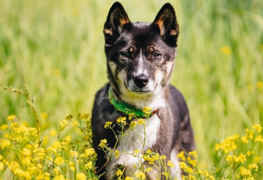 A New Guinea singing dog in a field of grass