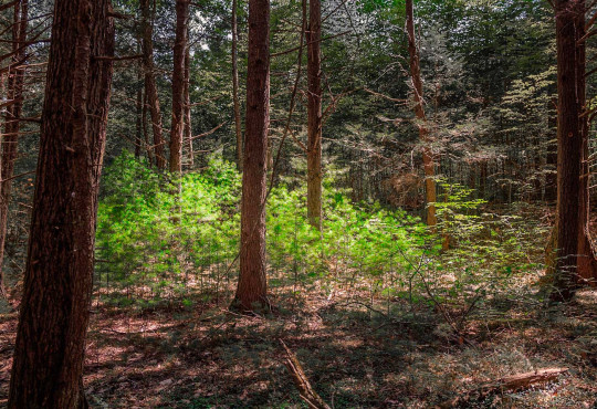 Small, newly regrown hemlock trees under larger old-growth forest