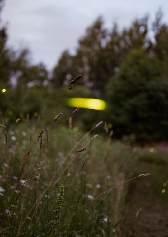 Fireflies in a field