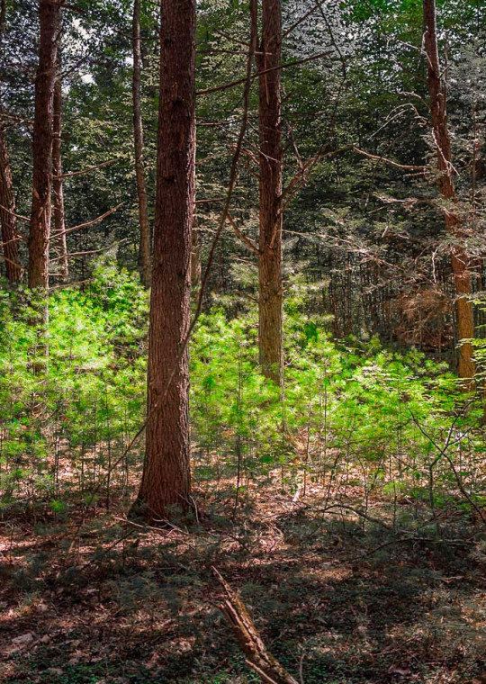 Small, newly regrown hemlock trees under larger old-growth forest
