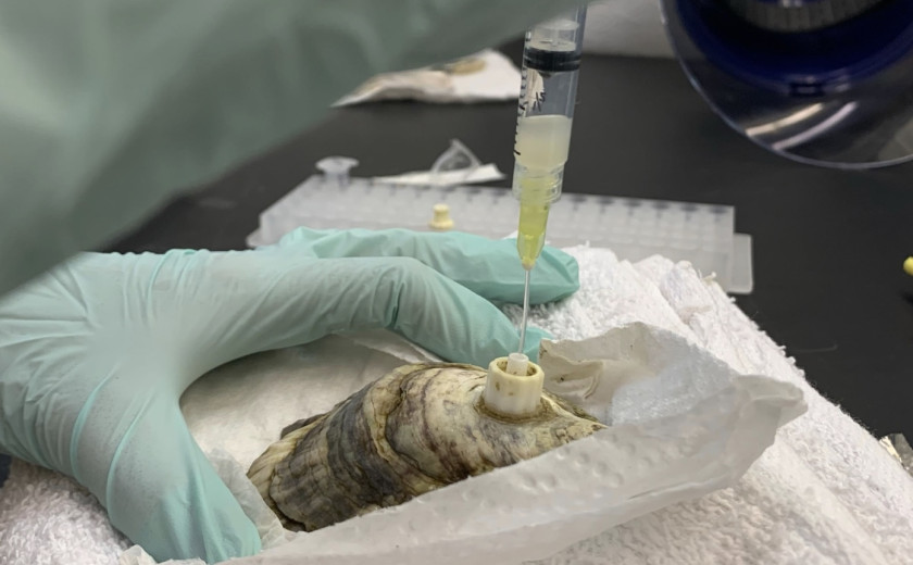 A researcher extracts calcifying fluid form a live oyster.