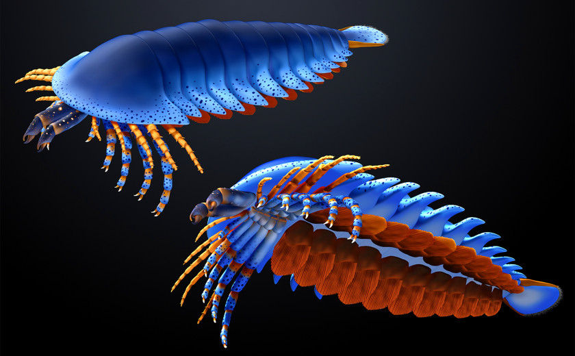 Artistic reconstruction of the Cambrian chelicerate Megachelicerax cousteaui