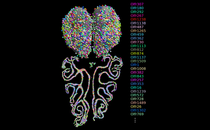 A combined map of a mouse olfactory system