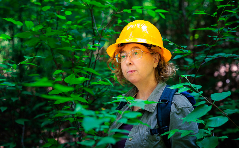 Audrey Barker Plotkin, senior researcher and site manager at Harvard Forest, photographed deep within the research site, surrounded by greenery and wearing glasses and a yellow hard hat