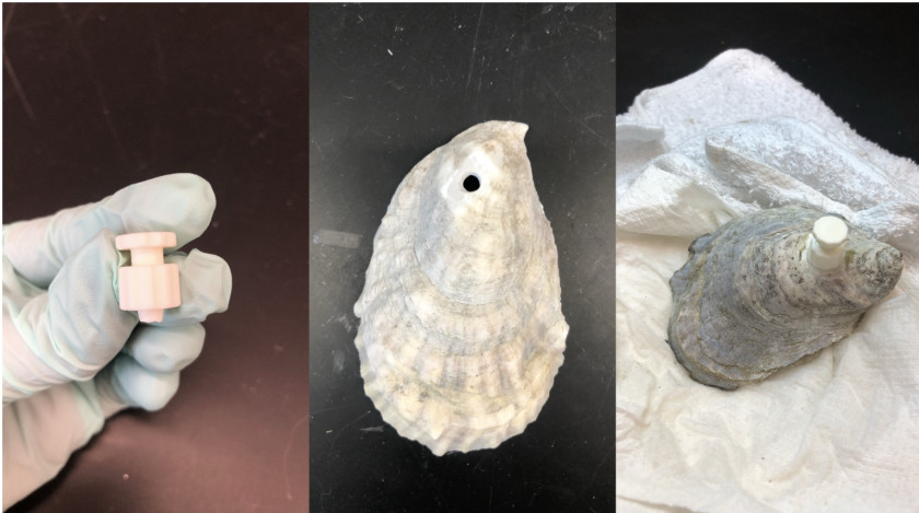 Panel of three images side by side, showing a lure-lock port (left), an oyster with a hole drilled in its shell (center), and the port affixed to the shell (right)