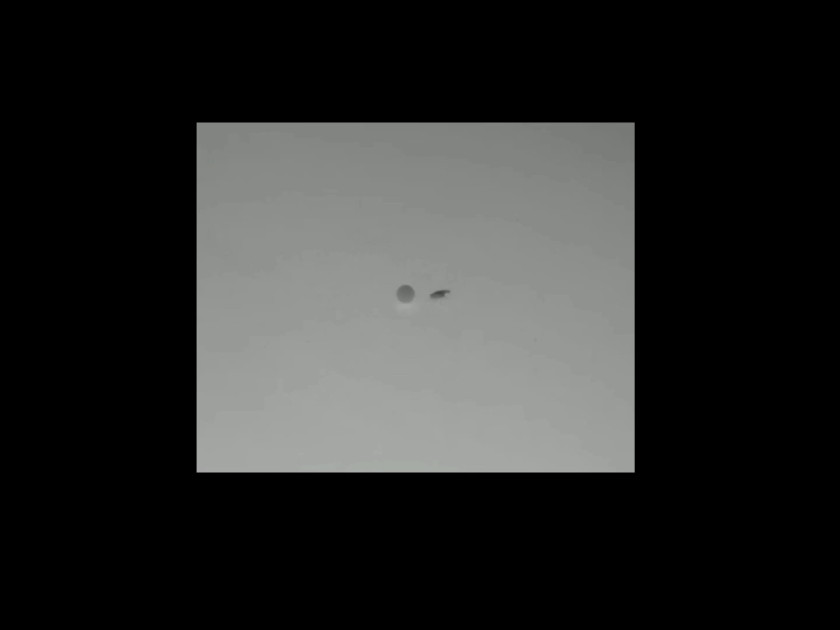 An example of a fruit fly's ball-pulling behavior, recorded from a side view