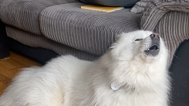 A Samoyed dog sitting on the floor yowling
