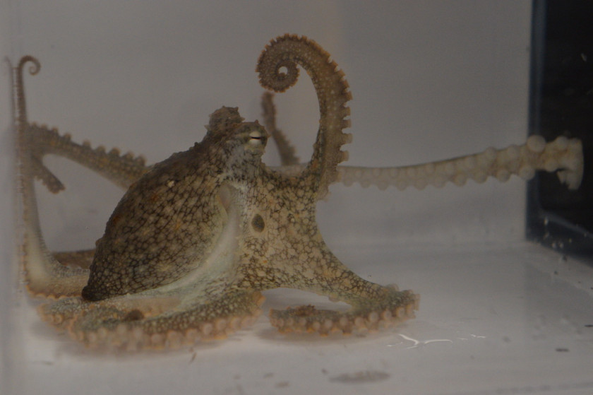 An octopus mimicking mating as a response to progesterone