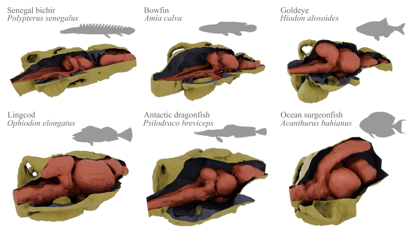 3D renderings of the Senegal bichir, Bowfin, Goldeye, Lingcod, Antarctic dragonfish, and Ocean surgeonfish show distinct variations in how the red brain mass occupies the yellow intracranial space.