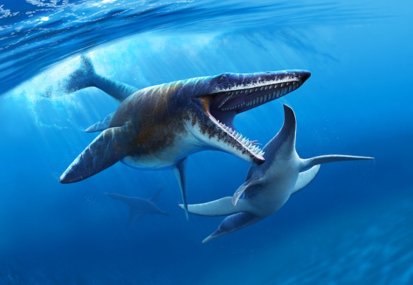 An artist rendering captures what the Tylosaurus proriger, a prehistoric aquatic predictor, might have looked like.