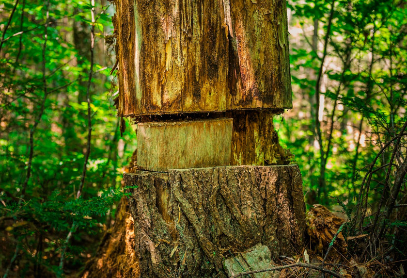 View of the “girdling” technique where the bark and outer trunk have been cut
